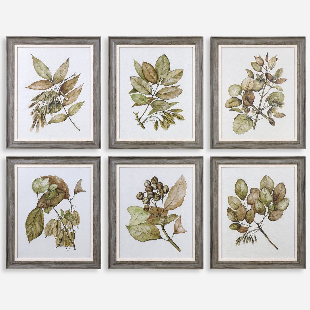 Uttermost Seedlings Framed Prints Wall Decor Uttermost   