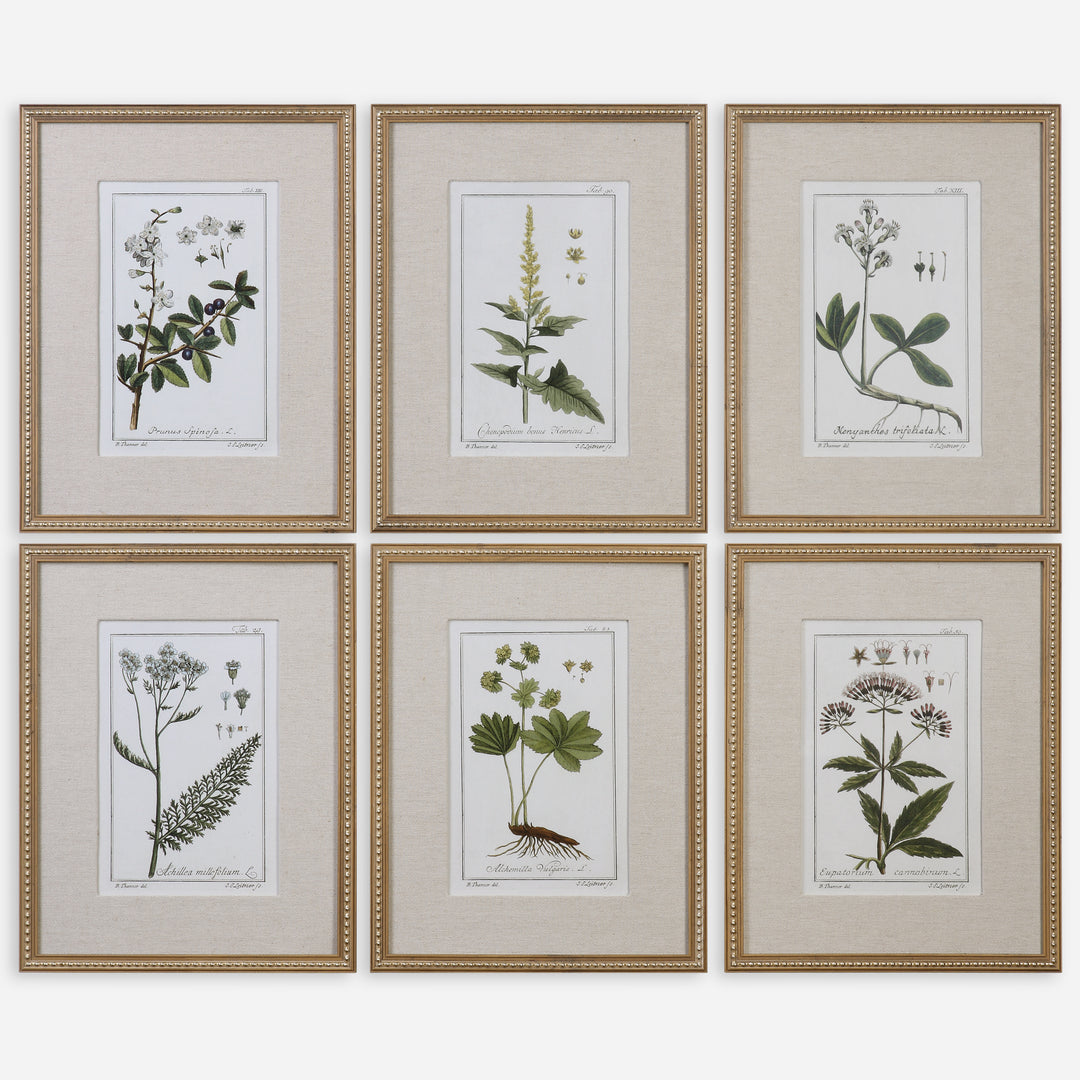 Uttermost Green Floral Botanical Study Floral Prints