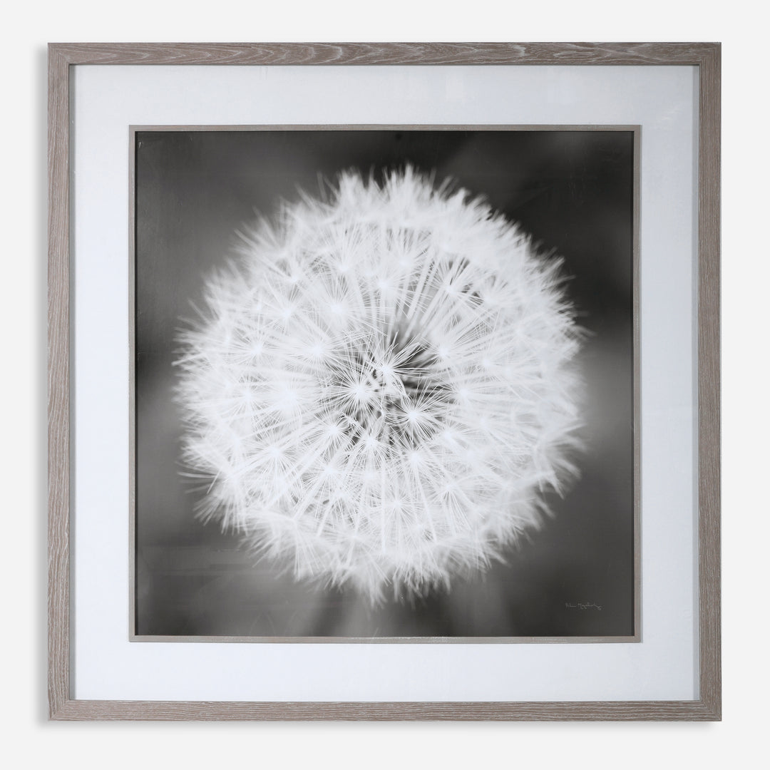 Uttermost Dandelion Seedhead Floral Prints Wall Decor Uttermost   