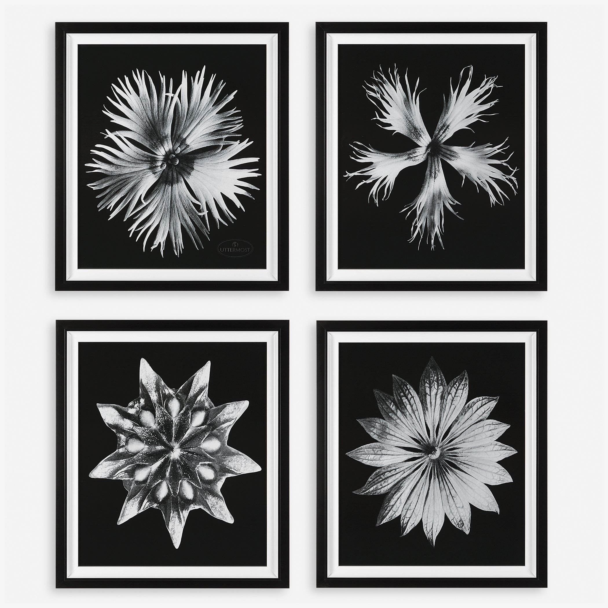 Uttermost Contemporary Floret Floral Prints