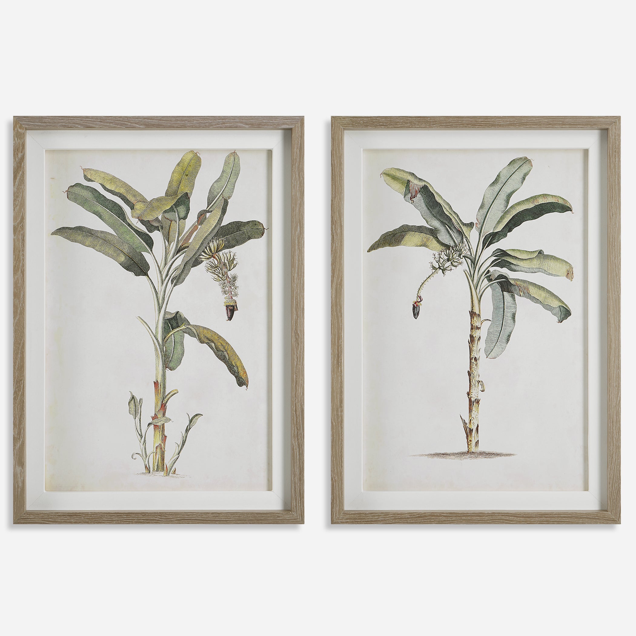 Uttermost Banana Palm Botanical Prints Botanical Prints Uttermost   