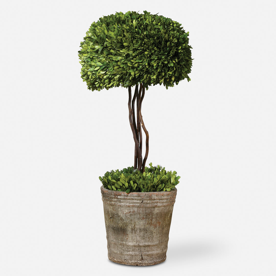 Uttermost Preserved Boxwood Trees-Greenery Decorative Accents Uttermost   