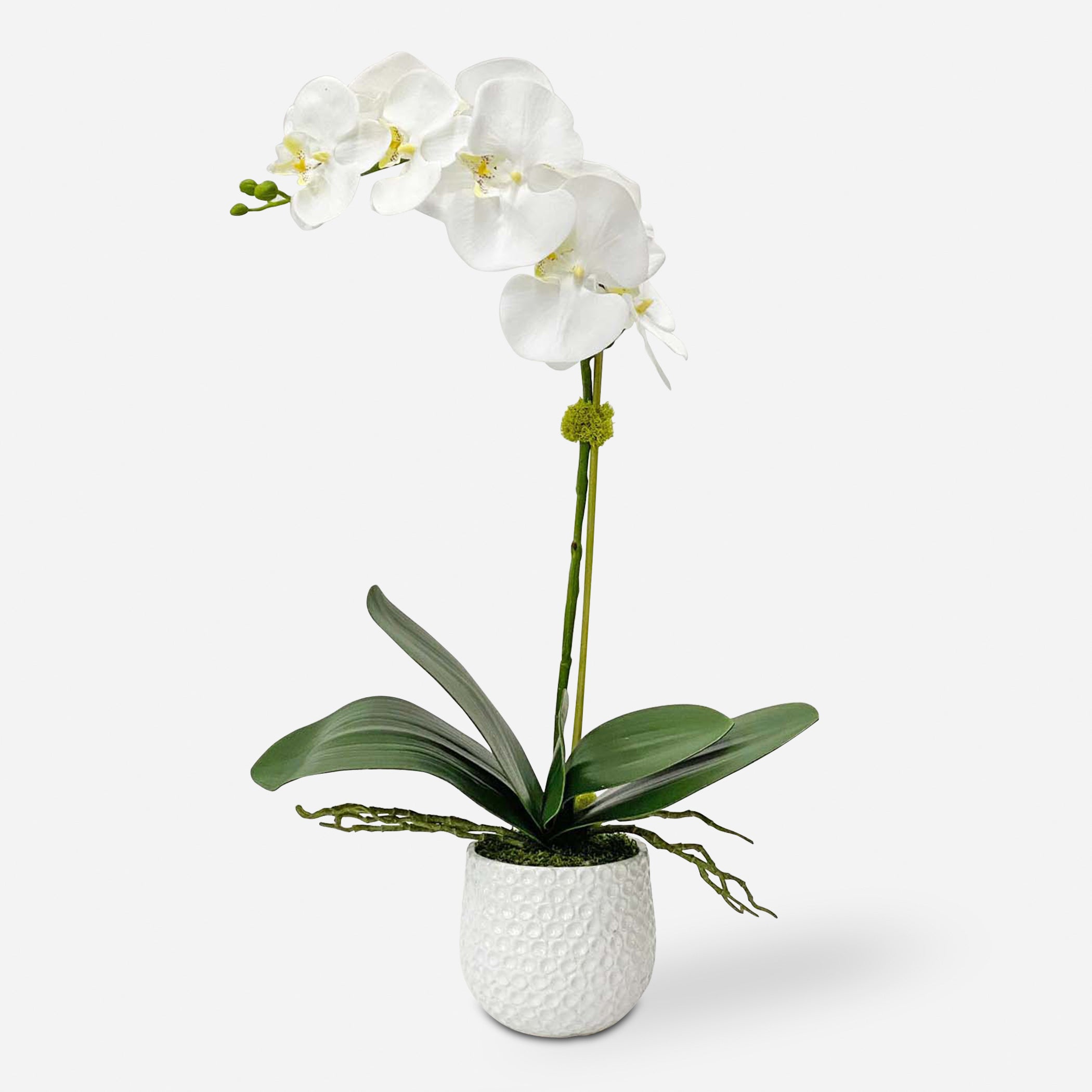 Uttermost Cami Orchid Botanicals