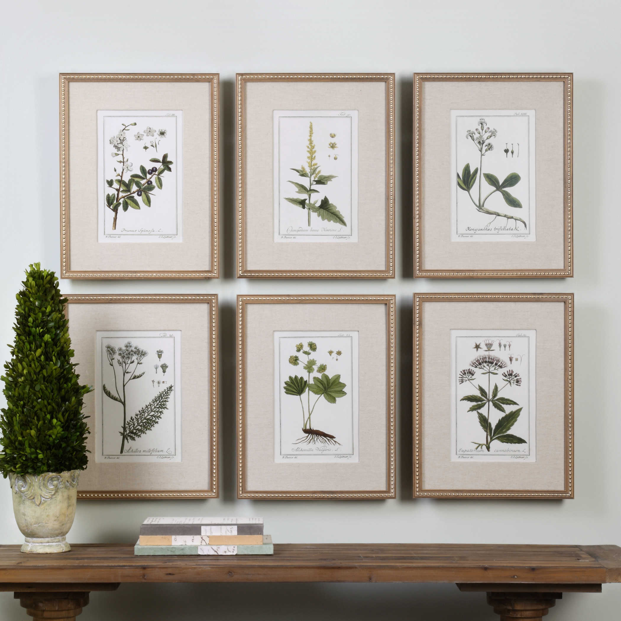 Uttermost Green Floral Botanical Study Prints S/6 Décor/Home Accent Uttermost   