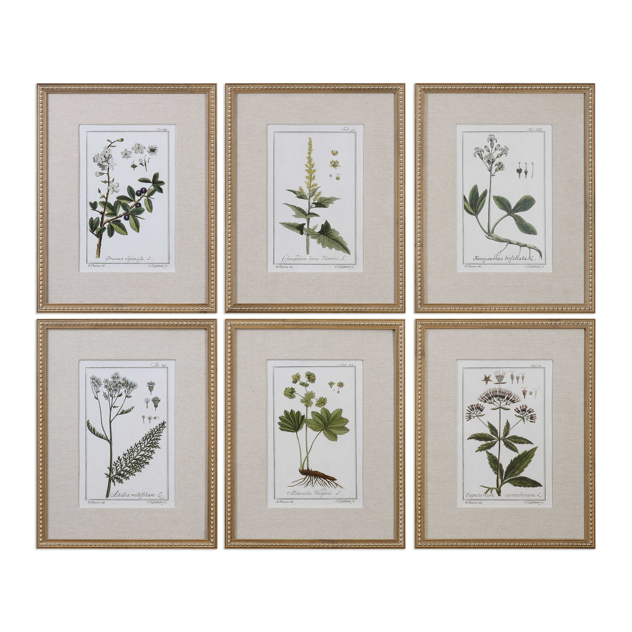 Uttermost Green Floral Botanical Study Prints S/6 Décor/Home Accent Uttermost PINE  