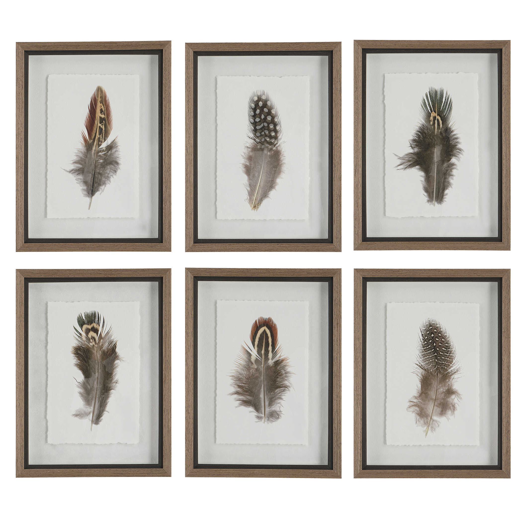 Uttermost Birds Of A Feather Framed Prints, S/6 Décor/Home Accent Uttermost PLASTIC, GLASS, PAPER  